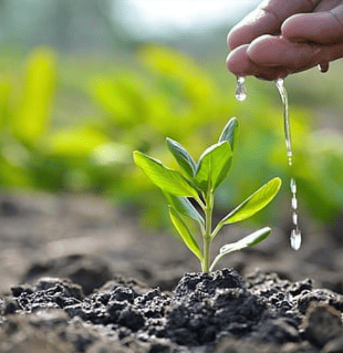 Plantation Programme